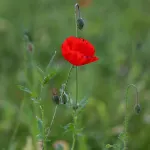 Vervet Leilighet *